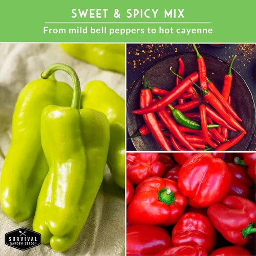 Miniatura 5 de 8 Colección de semillas de pimiento Variedades autóctonas – Marconi, Chocolate Beauty, Cayenne y más Semillas no transgénicas para plantar