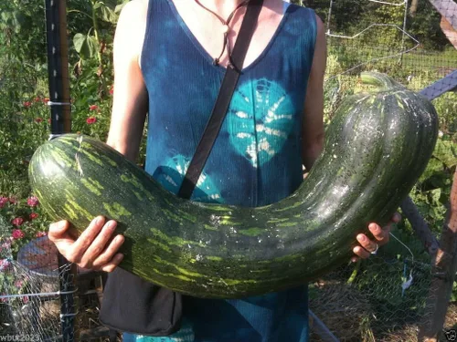 Naples Long - Semilla de calabaza/calabaza - Gran reliquia. Peso 20-35 polinizado abierto! (10 semillas)