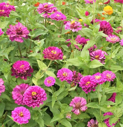 Miniatura 5 de TomorrowSeeds - Purple Prince Zinnia Semillas - Más de 200 unidades - Para plantar Zinnia Elegans púrpura Corte gigante y Come Again Lavender Violet