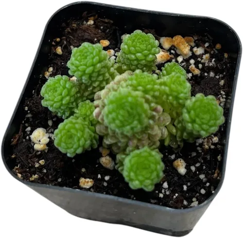 Plantas de cactus suculentas vivas raras (maceta Monanthes polyphylla)