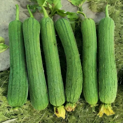 Miniatura 4 de ZEshops 30 semillas de calabaza Luffa Chubby Pier - Vegetal de lufa tradicional sin OMG para plantar en jardines domésticos, enrejados y espacios