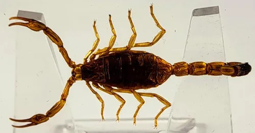 Miniatura 27 de 44mm de escorpión negro real en resina de lucite transparente cristalina, especímenes de artesanía, insectos de varios animales, colección