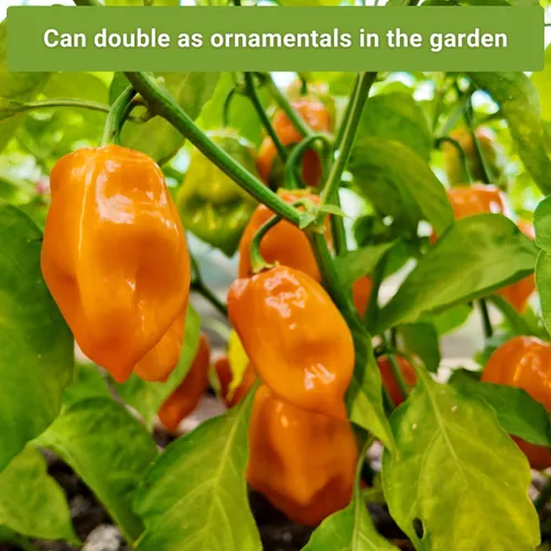 Miniatura 5 de Sow Right Seeds - Colección de semillas de pimiento picante para plantar - Incluye habanero naranja, serrano, tailandés, cayena, tabasco, bonete