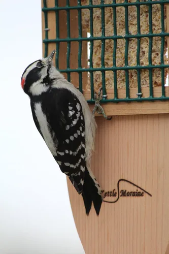 Miniatura 4 de Kettle Moraine Cedro Single Cake Tail Prop Suet Comedero para pájaros con cable colgante