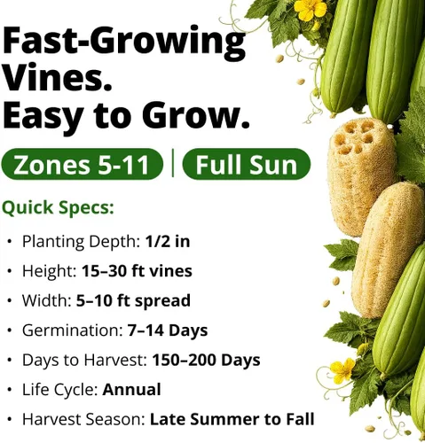 Miniatura 4 de HOME GROWN Luffa Seeds - 40 semillas de calabaza de lufa sin OMG para plantar, alta germinación, cultiva tus propias esponjas de baño naturales