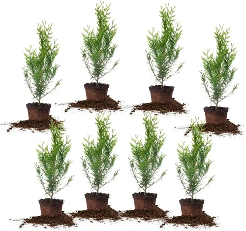 Miniatura 9 de Perfect Plants Thuja Verde Gigante de 1 Galón Árbol de Privacidad Siempreverde Arborvitae Follaje Verde Abundante Adaptable