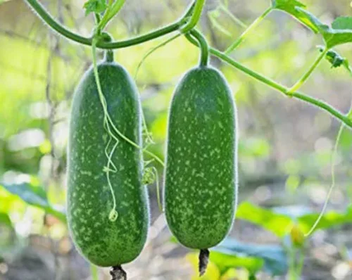 25PCS Semillas de Gound Piel Peluda Verde Melón Semillas Vegetales