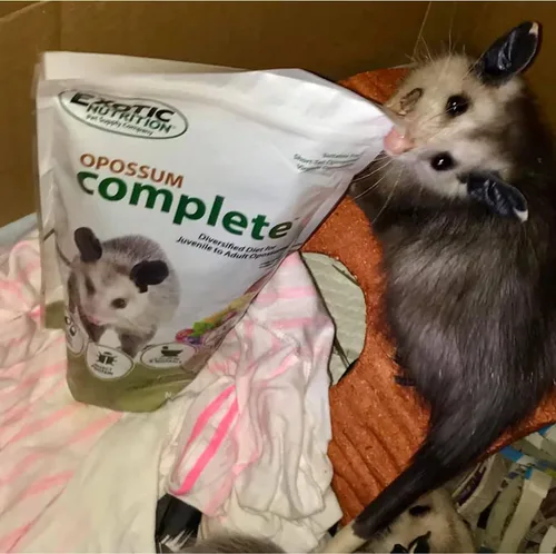Miniatura 6 de Exotic Nutrition Opossum Complete 4 LB Dieta nutricional saludable en pellets Alimento para zarigüeyas de cola corta y Virginia