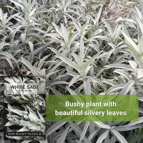 Miniatura 3 de Sow Right Seeds - Semilla de salvia blanca para plantar - Paquete de reliquia sin OMG con instrucciones para plantar y cultivar un jardín de hierbas
