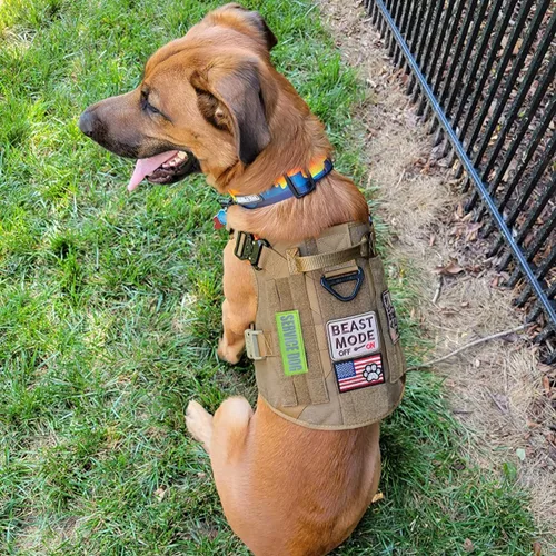 Miniatura 5 de J.CARP 10 Piezas Parches para Perros de Servicio, con texto en inglés «Don't Pet in Training», «Do Not Touch I'm Special», insignia emblema parche