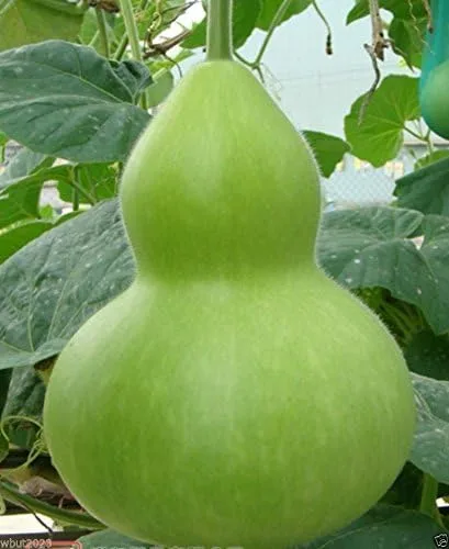 Semilla de calabaza de botella gigante, Lagenaria leucantha var gourda, solo para uso ornamental. (25 semillas)