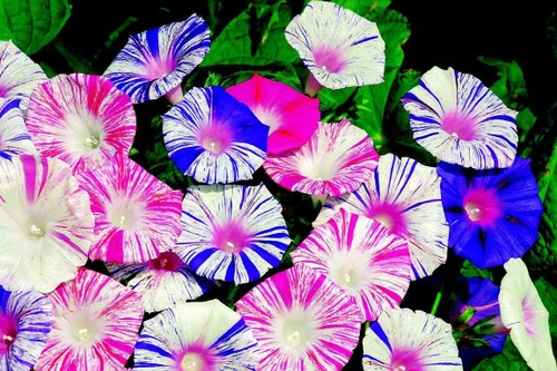 Miniatura 3 de 50+ Semillas Morning Glory Arlequin - Mezcla de flores