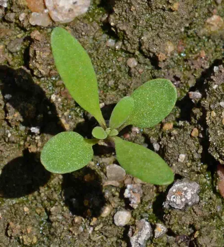 Miniatura 5 de 1000 semillas dulces de Alyssum Lobularia Maritima rosa enana (cubierta del suelo)