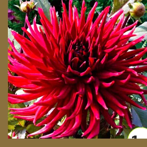 Miniatura 5 de Needle Cactus Dalia Seed Mix 50 semillas sin OMG para plantar