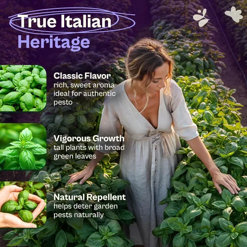 Miniatura 3 de SVI 2000 semillas de albahaca genovesa (Ocimum basilicum) - Paquetes de semillas de albahaca dulce - Semillas aromáticas de hierbas culinarias