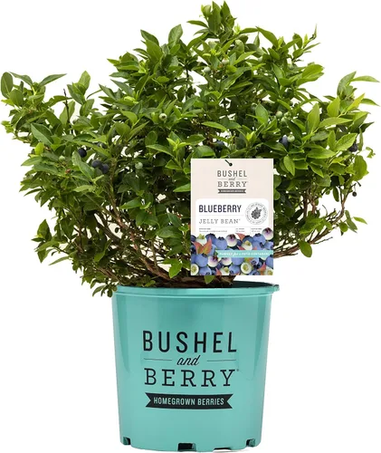 Miniatura 8 de Vaccinium corymbosum 'Bluegold' (HighBush Blueberry) Arbusto comestible, #3 - Contenedor