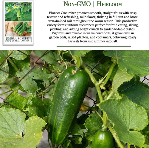 Miniatura 3 de Pioneer - Semillas de pepino en vinagre (Cucumis sativus) – Más de 150 semillas de reliquia sin OMG de Isla's Garden Seeds, textura crujiente