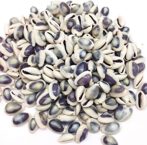 PEPPERLONELY Purple Ring Cowrie Sea Shells, 8 OZ Aprox. 250+PC Shells, 1/2 pulgada