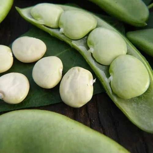Fordhook 242 Bush Lima Bean – 1/2 oz ~ 14 semillas – Semillas de jardinería de granja y hortalizas de polinización abierta sin OMG