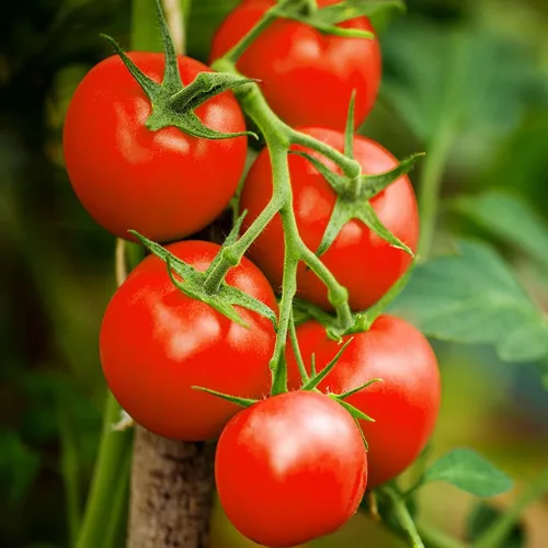 TomorrowSeeds - Semillas de tomate Moneymaker Vine - Más de 100 unidades - para plantar tomates indeterminados 2025 Cordon sin OMG EE. UU. Frutas de