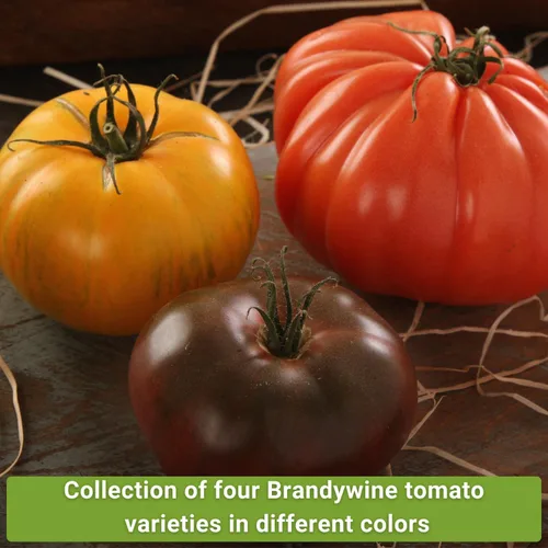 Miniatura 3 de Sow Right Seeds - Colección de semillas de tomate Brandywine para plantar - Incluye variedades rojas, amarillas, negras y rosadas - Tomates