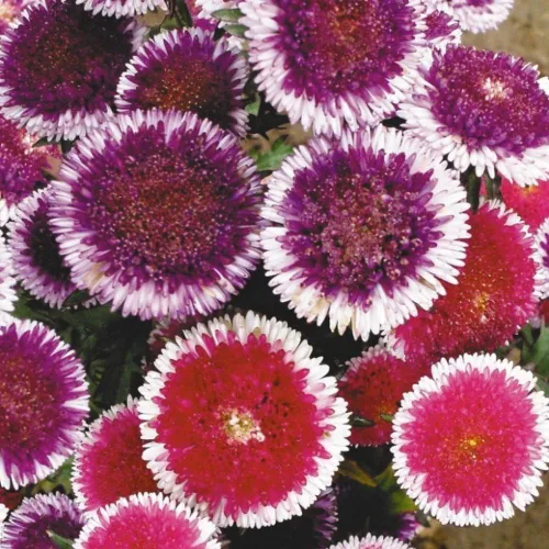 Miniatura 3 de Semillas Aster Moon Mix Flores Anuales