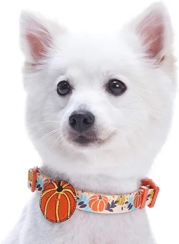 Miniatura 2 de Blueberry Pet-10 patrones de otoño, Halloween, Día de Acción de Gracias, collar de perro, etc., L, Pumpkin Calabaza