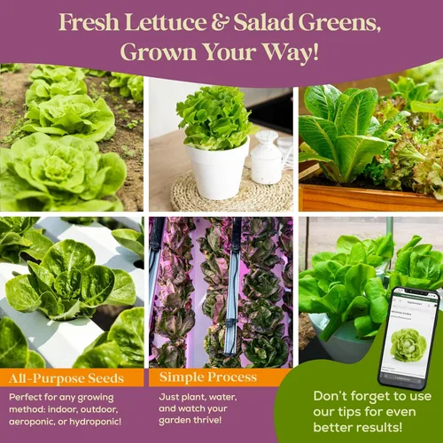 Miniatura 6 de Paquete variado de 23 semillas de lechuga y verduras para ensalada, más de 25,000 semillas de hojas tradicionales sin OGM para plantar lechugas