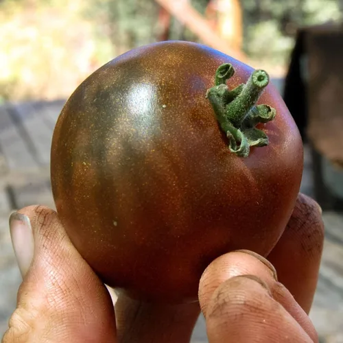Miniatura 2 de Semillas Black Prince Tomate Determinar Vegetales no OGM para plantar