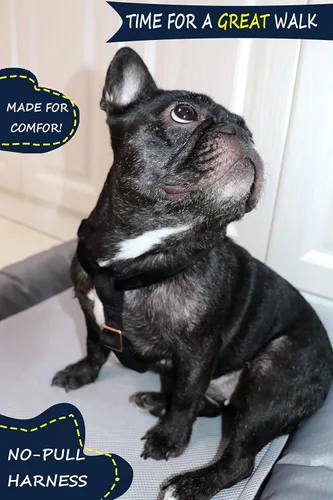 Miniatura 6 de ARING PET Arnés halter para perro, arnés de terciopelo para perro, arnés halter para perro sin tirones, arnés ajustable resistente para perros
