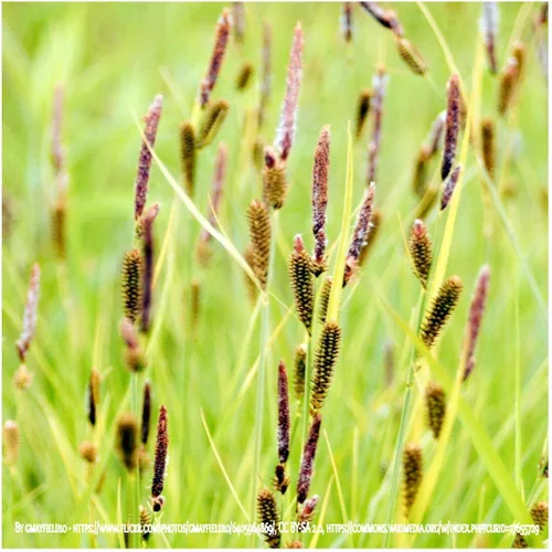 Miniatura 4 de Everwilde Farms - 300 semillas comunes de hierba nativa de Tussock Sedge - Paquete de semillas Gold Vault