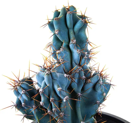 Miniatura 5 de Cactus Outlet - Curiosity - Plantas de cactus vivas, plantas vivas para uso en interiores y exteriores, cactus vivos, 12 a 18 pulgadas, cactus vivos