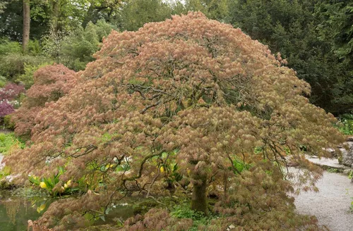 Miniatura 2 de 10 Weeping LACELEAF Maple Japanese Acer Palmatum Dissectum Green Yellow Red Tree Seeds