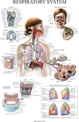Miniatura 6 de Juego de 16 carteles anatómicos - Laminado - sistema muscular, sistema esquelético, sistema digestivo, sistema respiratorio, sistema circulatorio