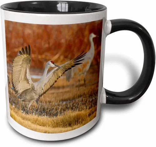 3dRose Sandhill Crane Landing at Roost Pond New Mexico USA - Taza de dos tonos, 11 onzas, color negro