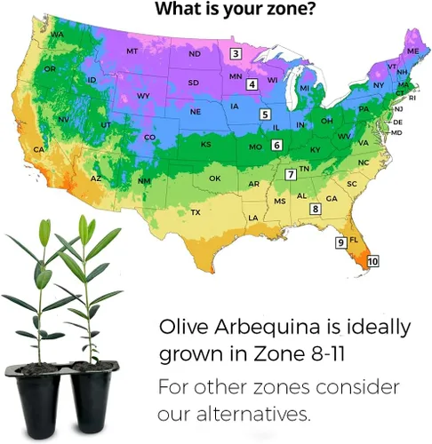 Miniatura 2 de Olivo Arbequina (paquete de 4) Real Olea Europaea Plantas fáciles de cultivar Gran regalo para celebraciones Cultiva tu propia comida en tu