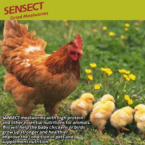 Miniatura 6 de SANSECT Gusanos de harina secos de 5 libras, gusanos de harina secos 100% naturales sin OMG para pollos, alimento para pollos con alto contenido