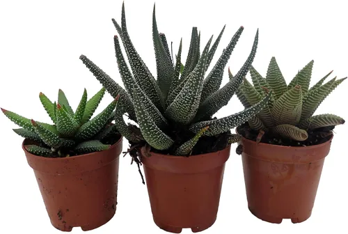 Miniatura 3 de Super Sale - Colección Haworthia 3 Plantas - Maceta de 2