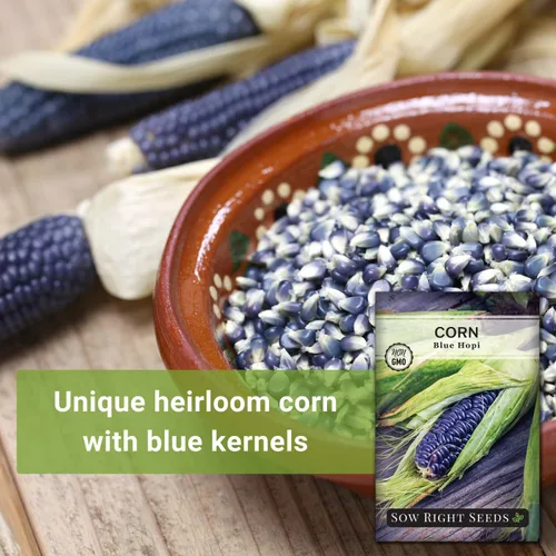 Miniatura 3 de Sow Right Seeds - Semilla de Maíz Azul Hopi para plantar - Paquete de reliquia sin OMG con instrucciones para plantar y cultivar un jardín