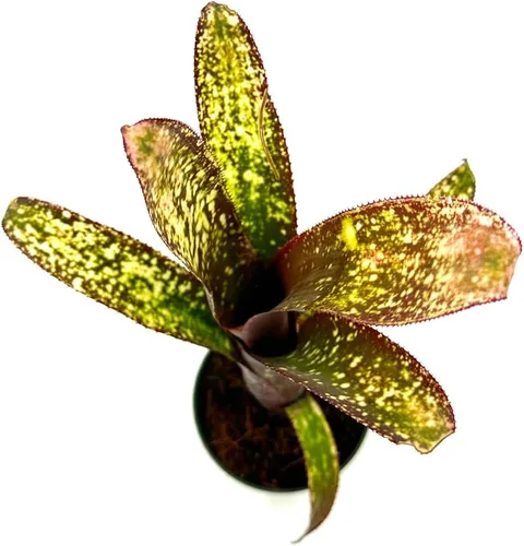 Miniatura 3 de ragnaroc Plantas vivas – Bromelia Billbergia Casa Blanca, 8-12" en maceta de 4" - 1 unidad - Llegada viva garantizada - Plantas