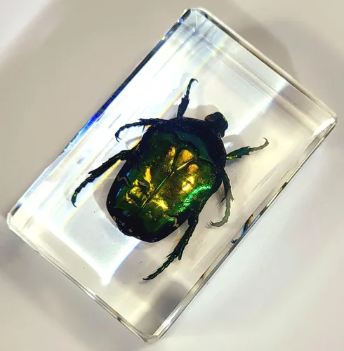 Miniatura 5 de Escarabajo británico Chafer de rosa real de 1.732 pulgadas en resina de lucita cristalina, muestra preservada de cetonia aurata, insectos