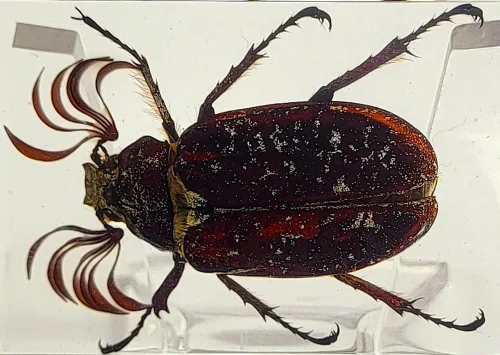 Miniatura 36 de 44mm Hormiga gigante tropical real en resina de lucita transparente cristalina, espécimen preservado Pseudoneoponera Rufipes, taxidermia