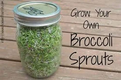 Miniatura 3 de Semillas de brócoli para brotar brotes Microgreens