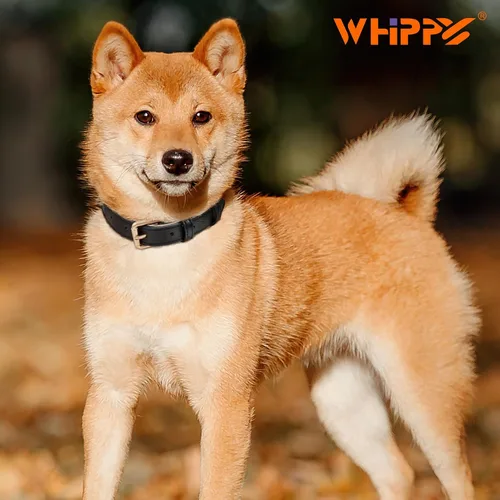 Miniatura 2 de WHIPPY Collar de cuero para perro pequeño, mediano y grande, ajustable, suave, transpirable, acolchado, de cuero con hebilla de aleación, resistente