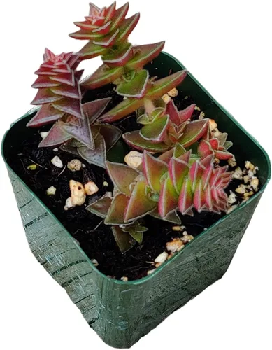 Miniatura 27 de Plantas de Cactus Suculentas Vivas (Maceta de 5 cm Echeveria Minima)
