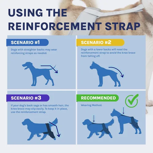 Miniatura 4 de Rodillera para perro para desgarro del ligamento cruzado anterior, soporte de pierna trasera para alivio del dolor articular y lesiones