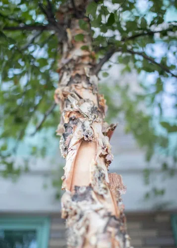 Miniatura 17 de Plántula de árbol vivo para plantar - Cultivar plantas de árboles vivos - No se envía a California (Pacana del Norte)