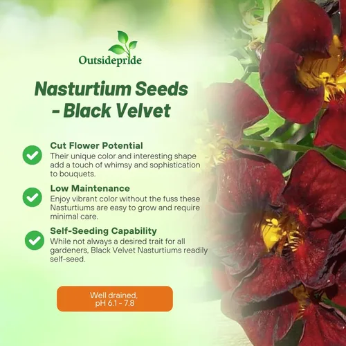 Miniatura 3 de Outsidepride Tom Thumb - Semillas de capuchina de terciopelo negro, 400 unidades, anuales, fáciles de cultivar y versátiles, semillas de flores