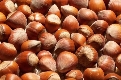 Avellanas enteras recién cosechadas cultivadas en Estados Unidos crudas en cáscara Filberts grandes (1)