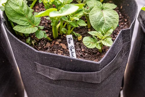 Miniatura 7 de Gardzen Paquete de 6 bolsas de cultivo de verduras sin BPA de 10 galones con solapa de acceso y asas, adecuadas para plantar papas, taro